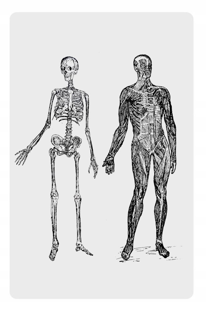 

Magnes anatomia szkielet mięśnie medycyna