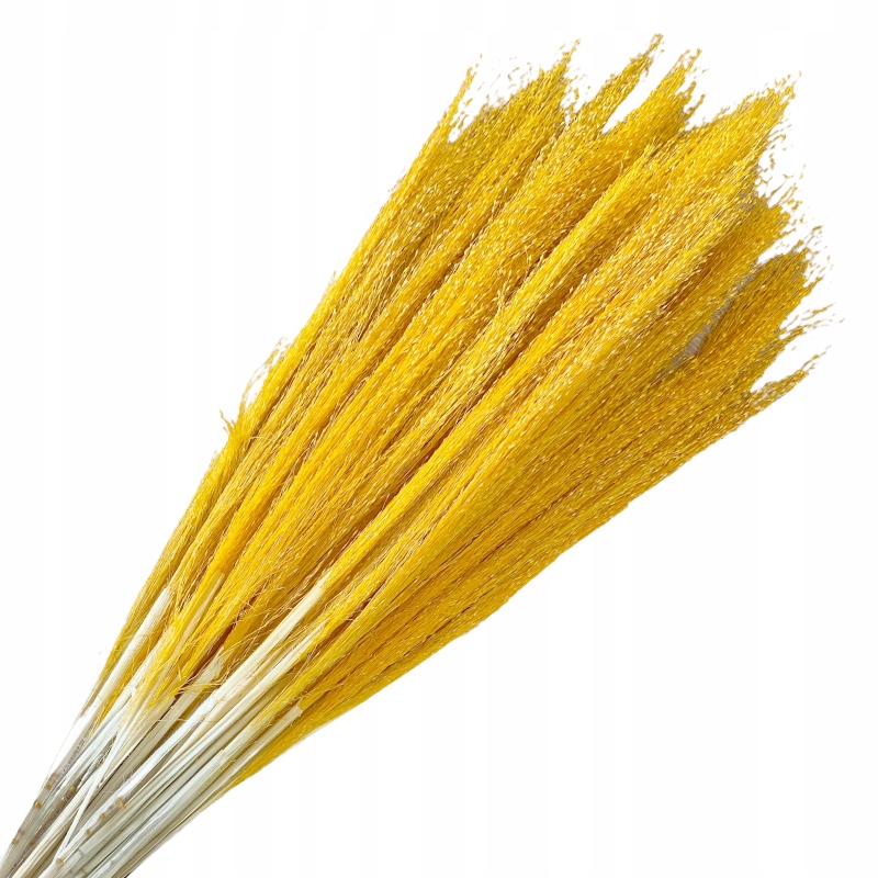 

Trawa suszona naturalna agrostis Żółta susz