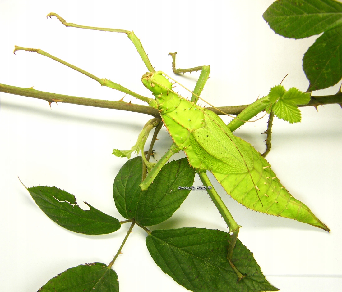 Heteropteryx dilatata, straszyk olbrzymi, PARA L5-L6