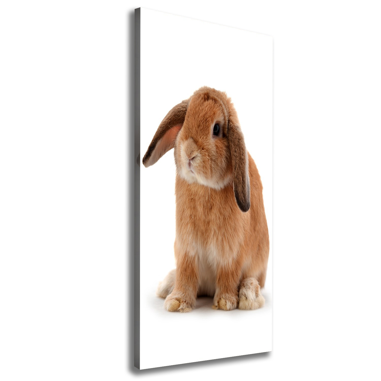 

Nowoczesny fotoobraz canvas na ramie Królik 50x125