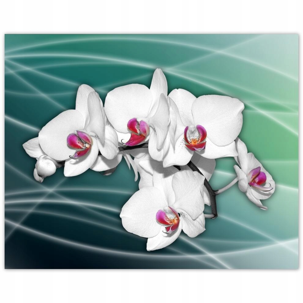 

Plakat 50x40 Storczyki kwiaty