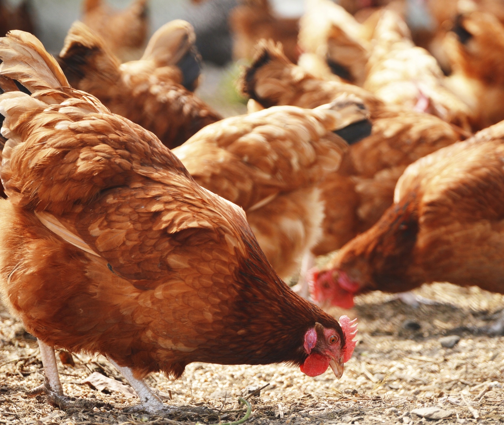 PSZENICA PASZOWA 5kg ZBOŻE ZBIÓR 2022 kur gołębi Marka inna