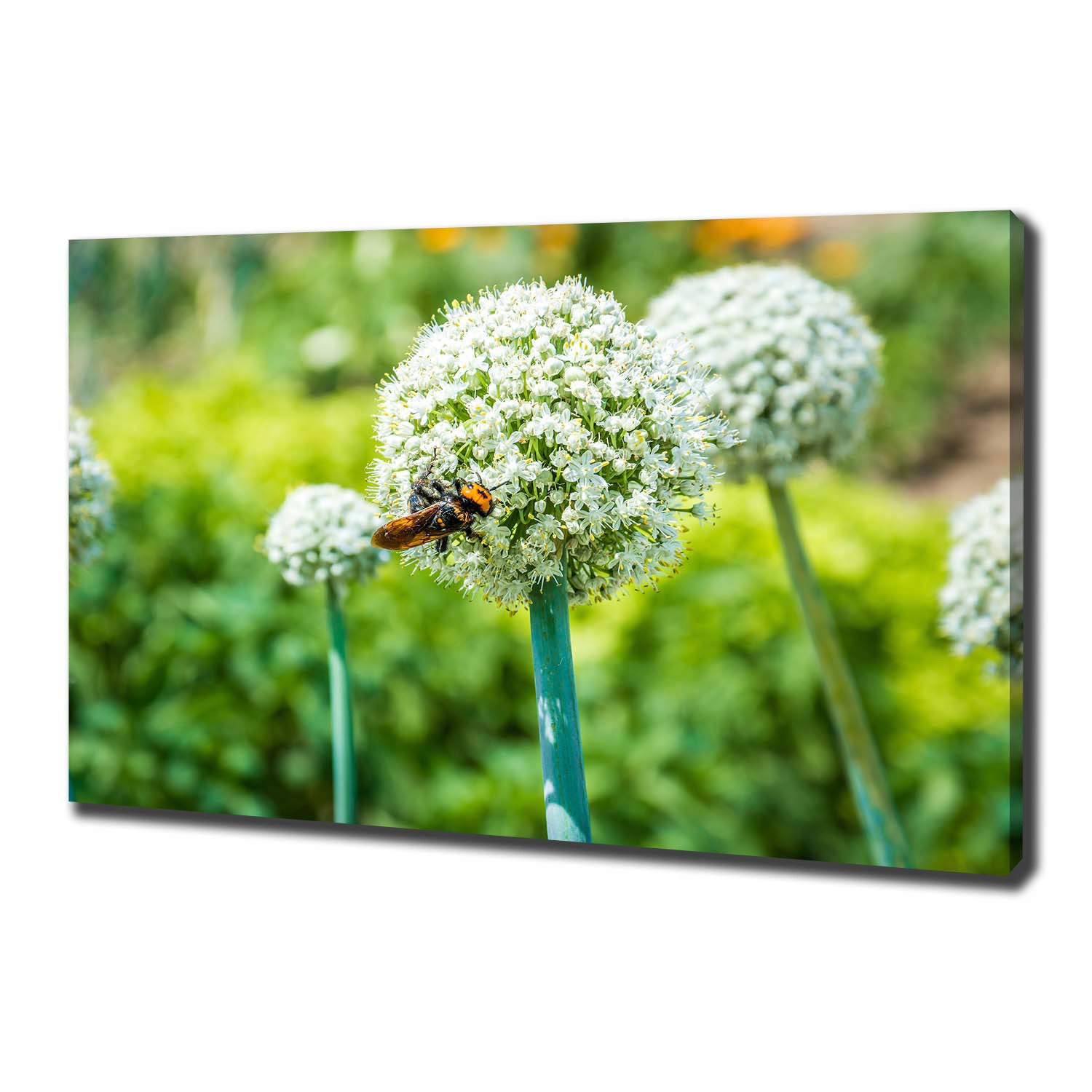 

Foto obraz na płótnie Kwitnący czosnek 100x70 cm