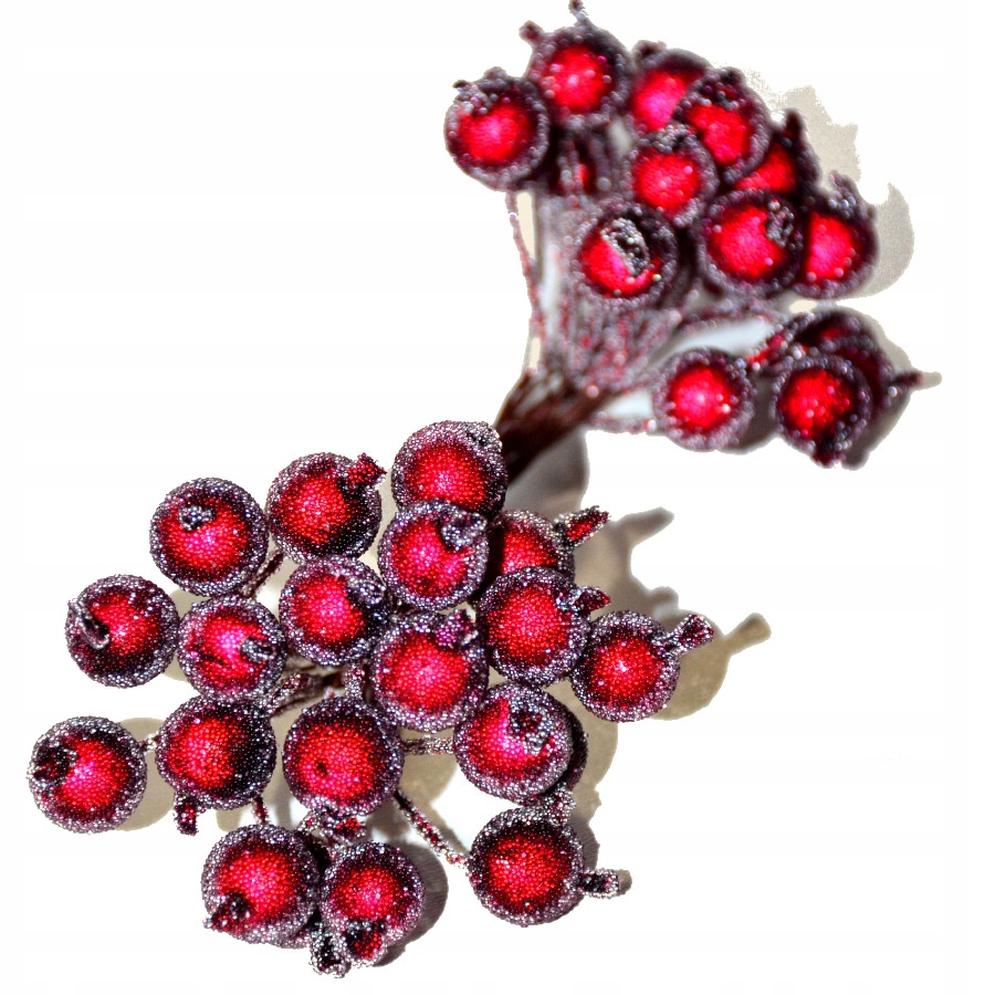 

Dzika róża oszroniona Bordowa głóg jarzębina 40