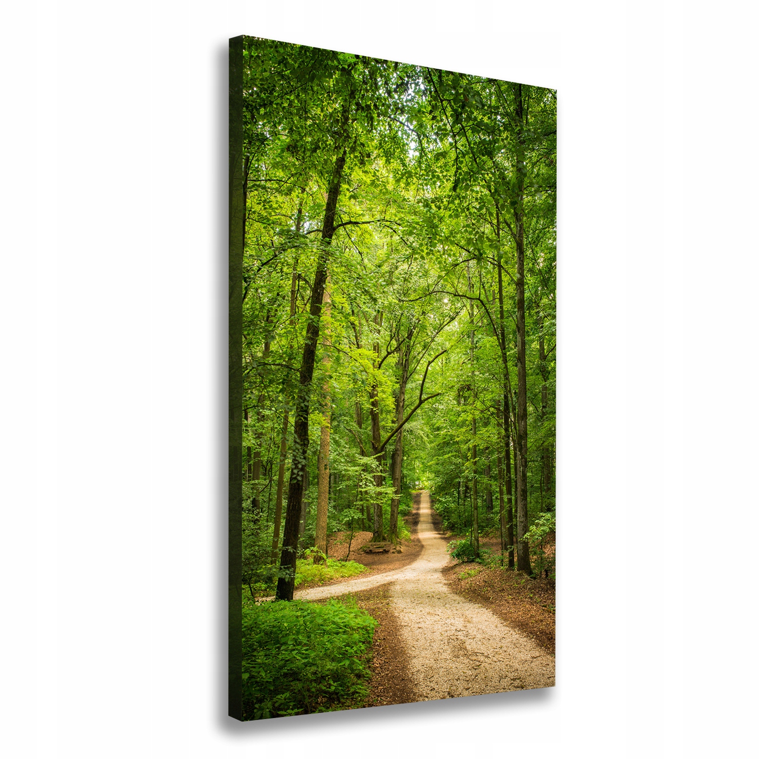 

Foto obraz na płótnie Ścieżka w lesie 70x140 cm