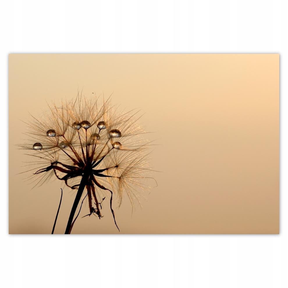 

Plakat 93x62 Dmuchawiec Kwiat Kwiatki