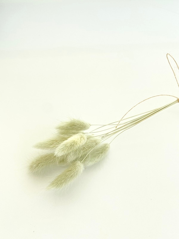 

Dmuszek jajowaty miętowy lagurus suszone kwiaty