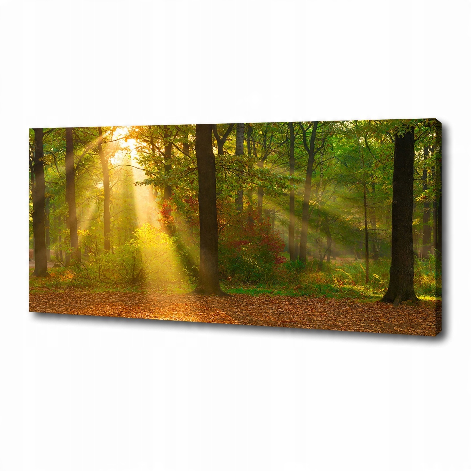 

Foto obraz duży na płótnie Las w słońcu 125x50 cm