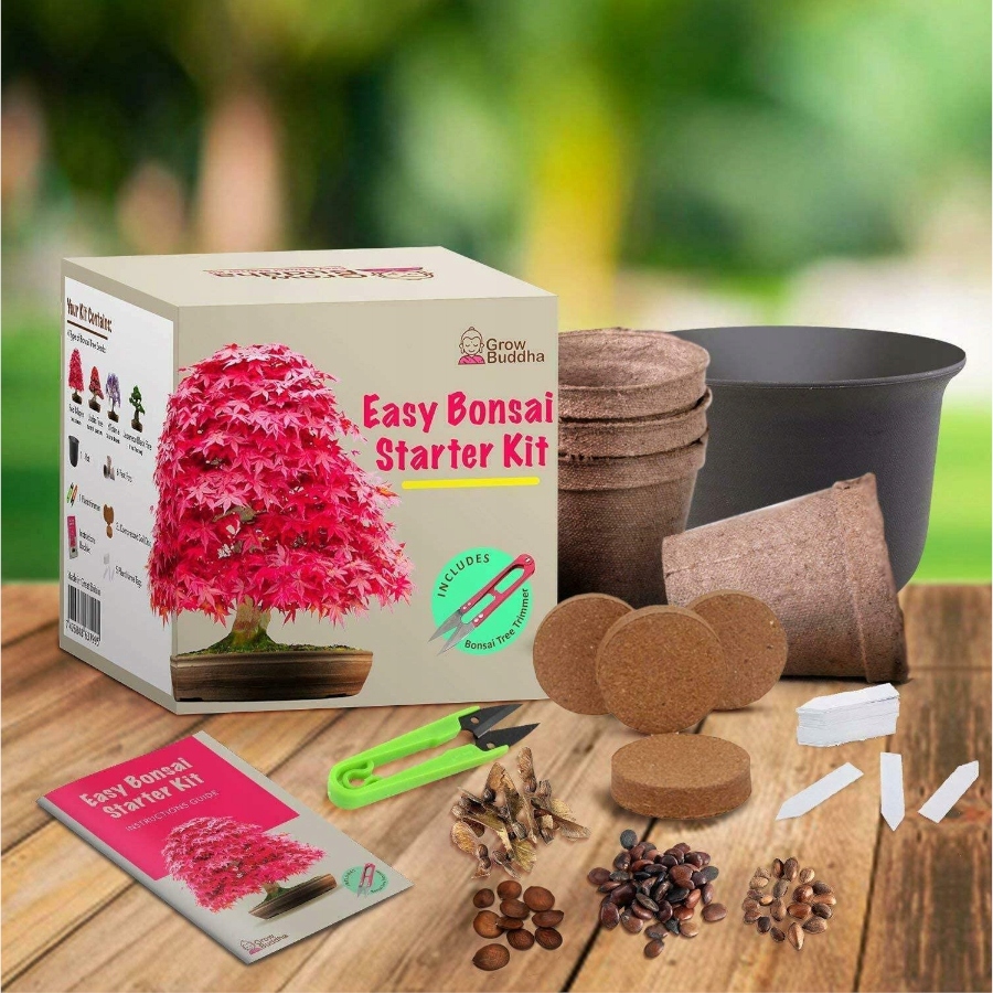 Botanical Bonsai Eco-Grow Kit – Pronto Seed