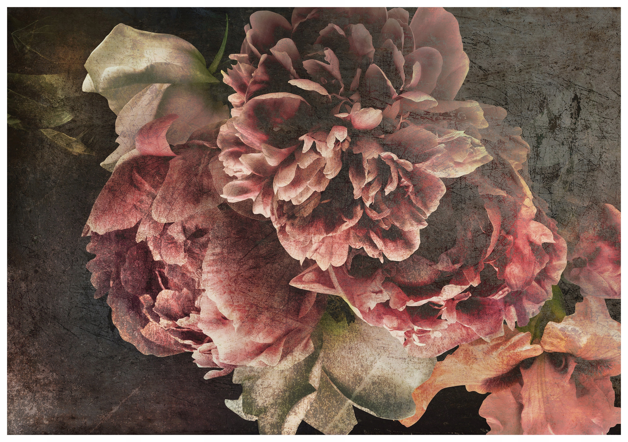 Fototapeta Pivoňky Elegance a hloubka na tmavém pozadí 200x140 lepidlo