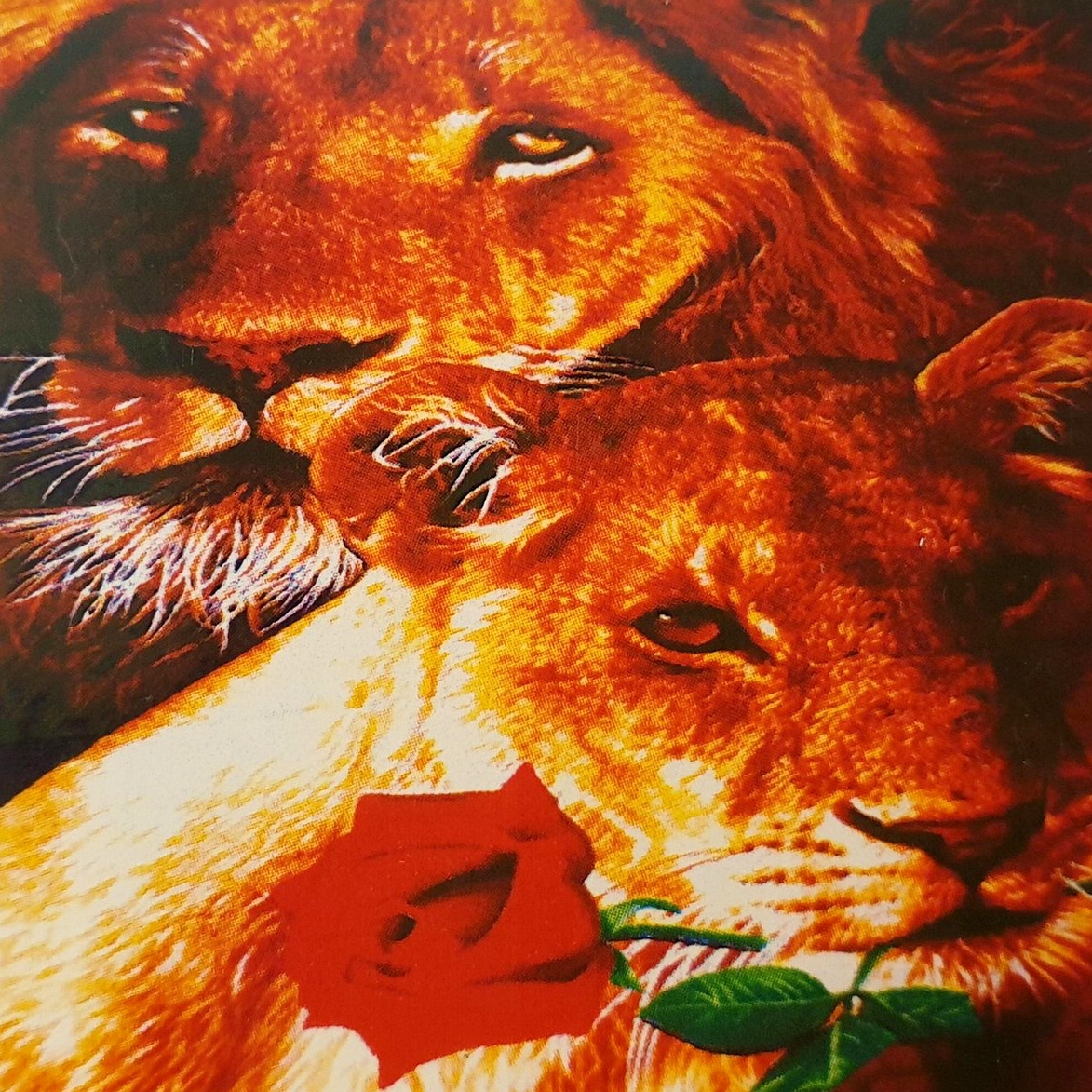 Malowanie Po Numerach LEW LWIĄTKO Obraz RAMA 40x50