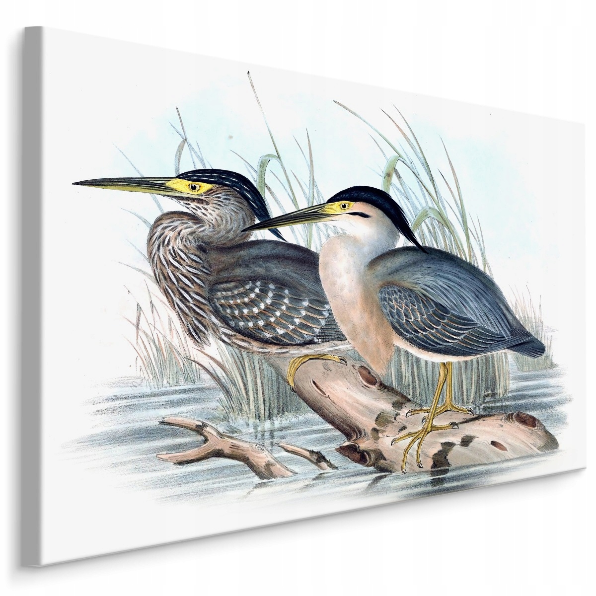 

Obraz do jadalni Ptaki woda gałąź natura 30x20