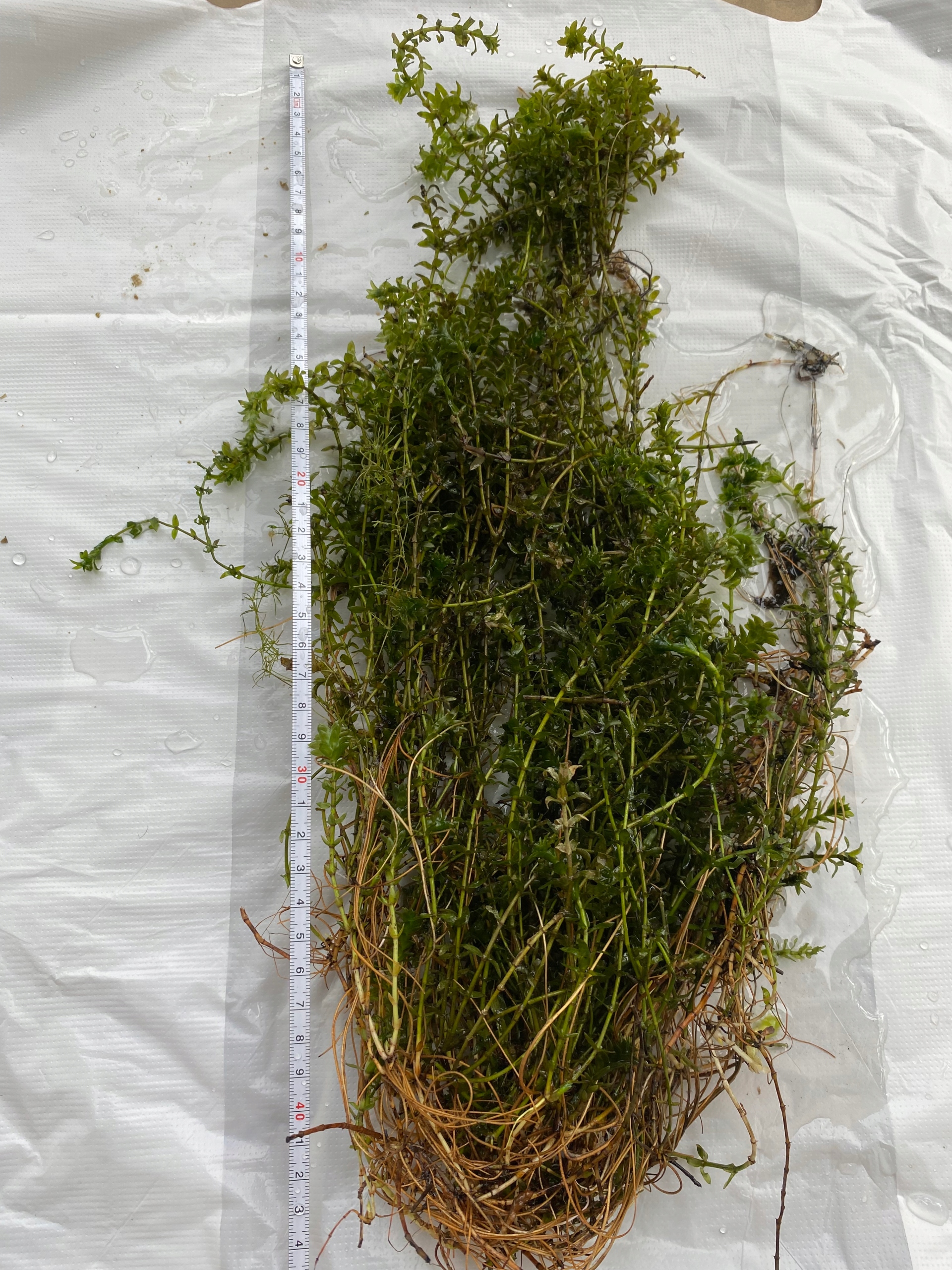 Канадская мочалка 20 штук