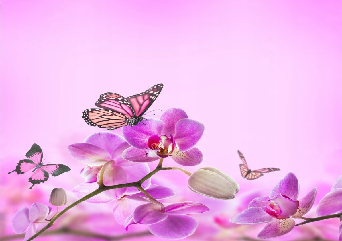 

Tapeta flizelinowa Orchidea Motyl 208x146