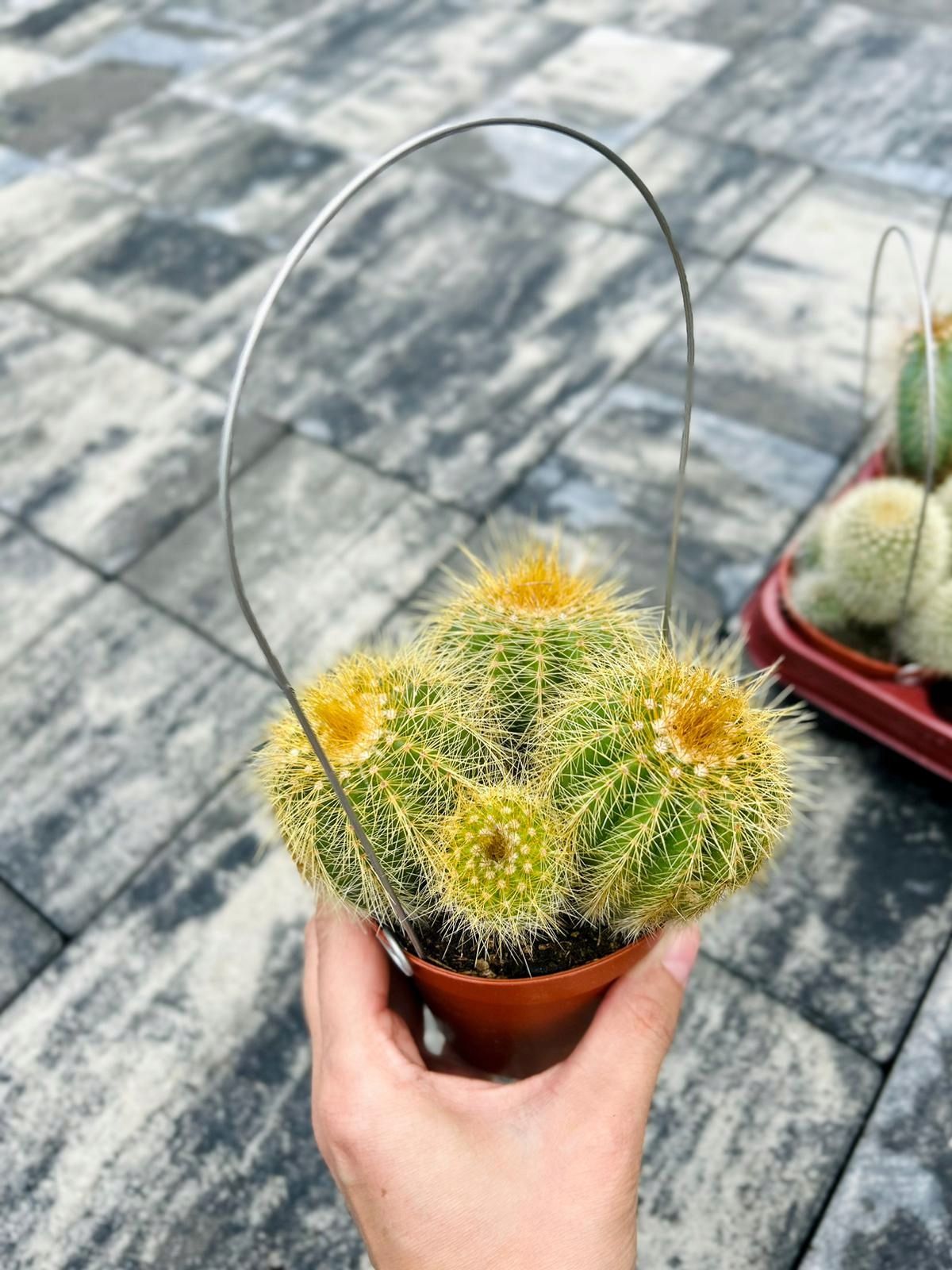 Kaktus Mix 3 Sztuki Rozmiar L • Cena, Opinie • Rośliny doniczkowe ...