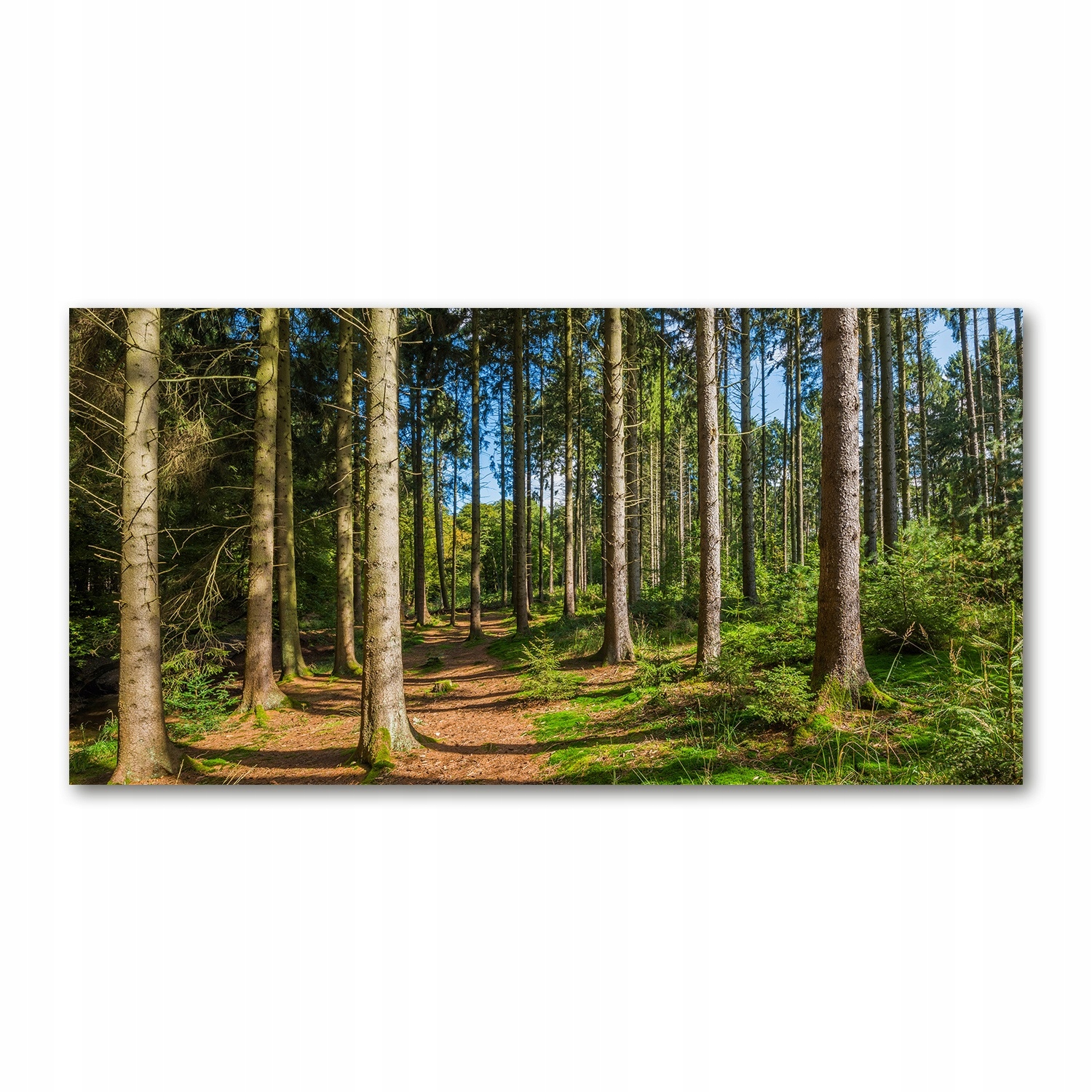 

Foto obraz akryl zdjęcie Panorama lasu 120X60 cm