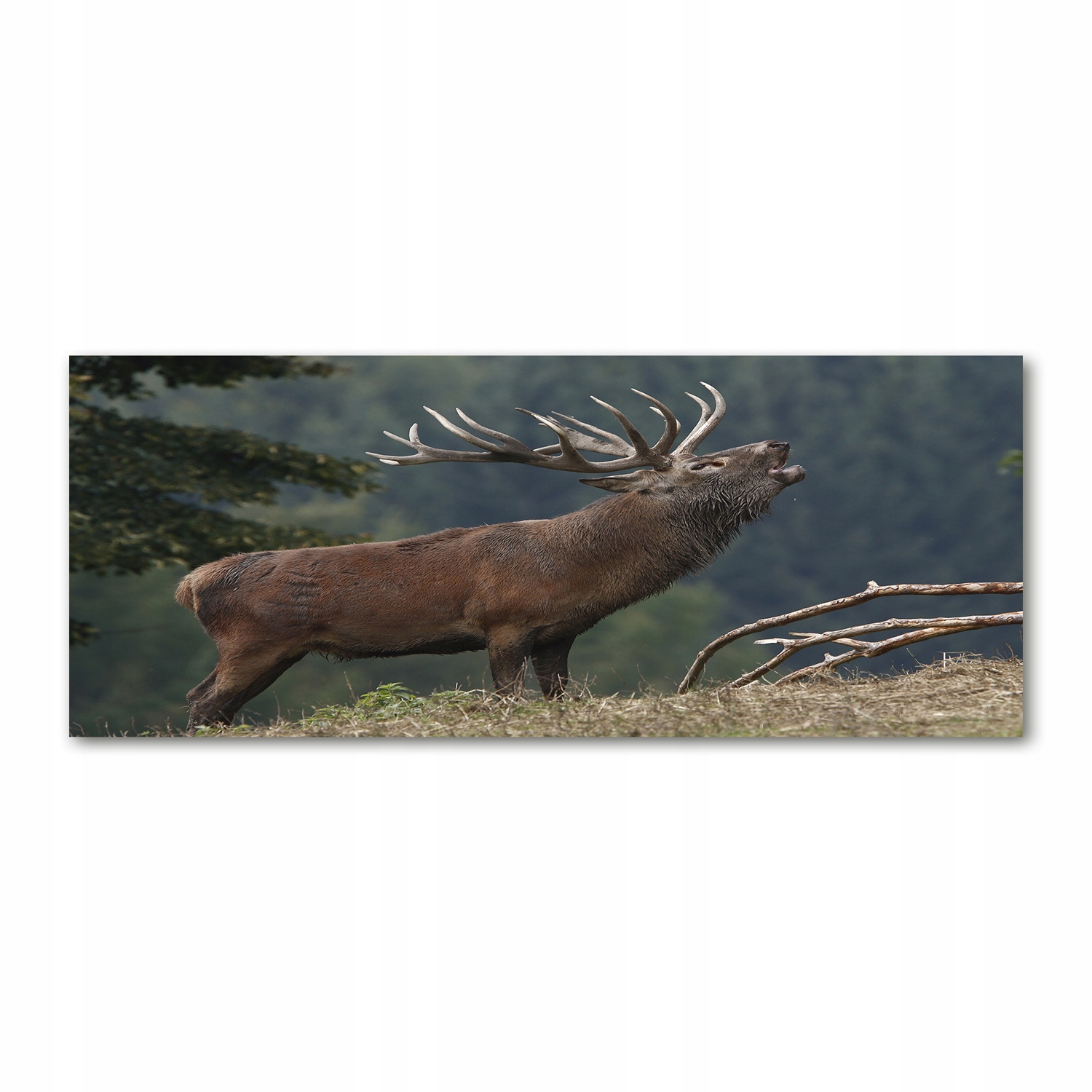 

Foto obraz szkło akryl Jeleń na wzgórzu 125x50 cm