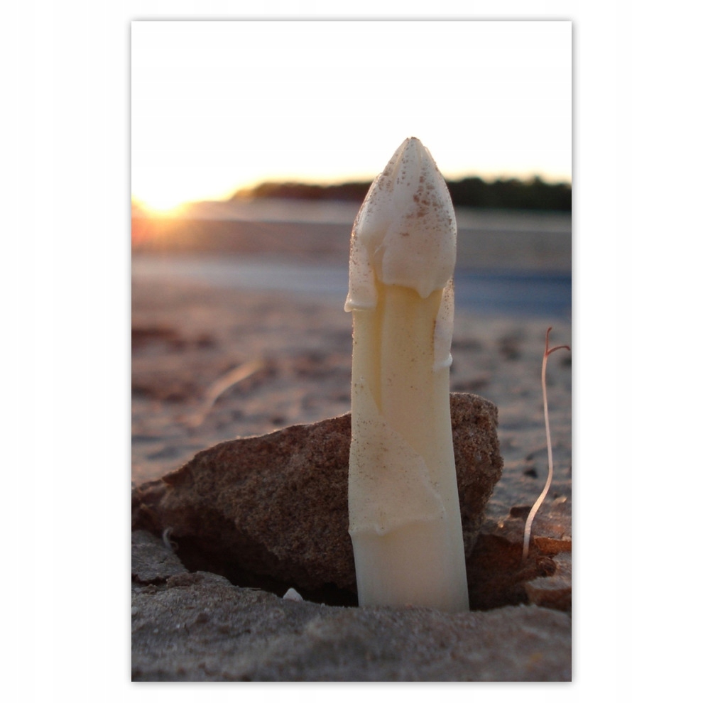 

Plakaty 62x93 Pierwszy Szparag