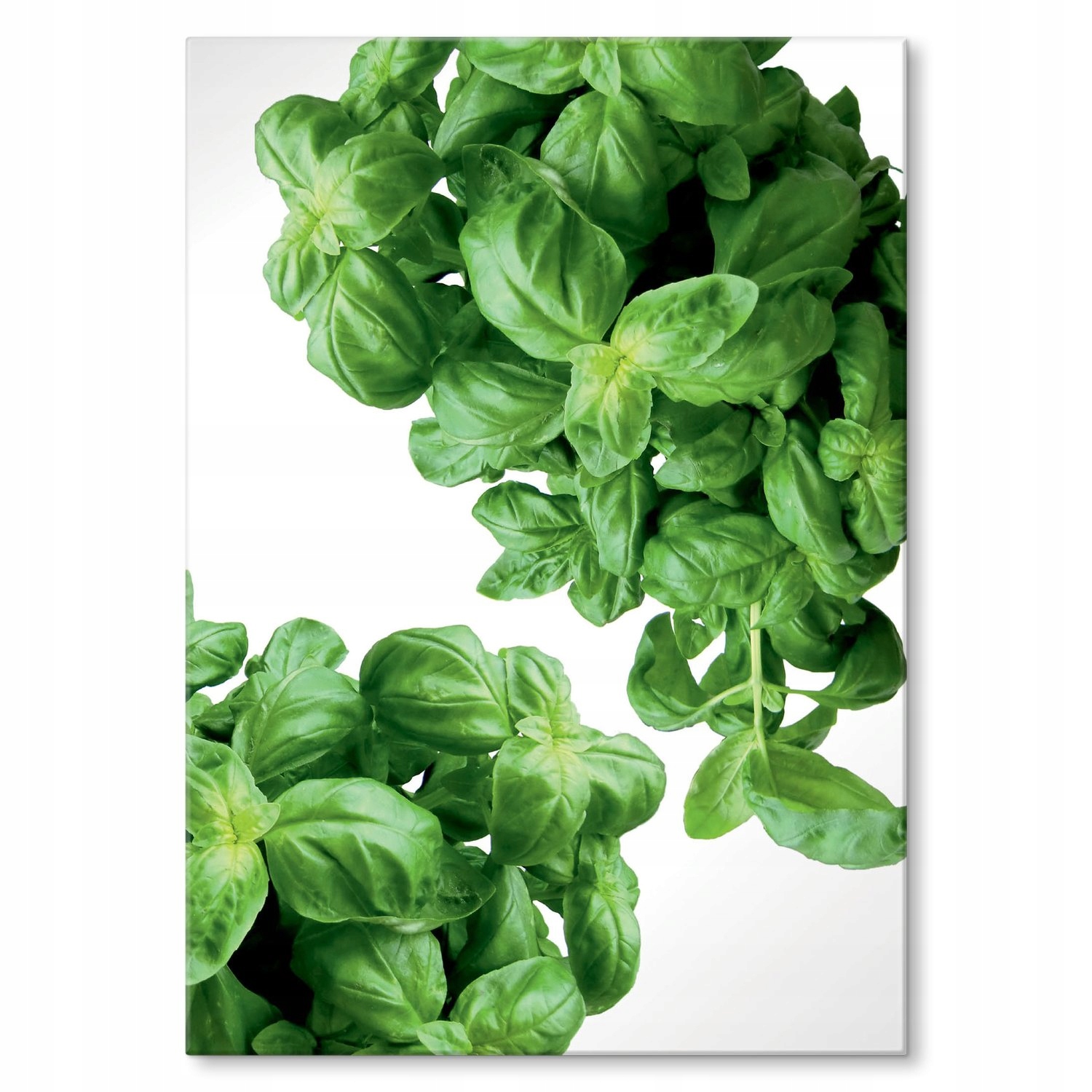 Kovový plakát Bylinky Bazalka Dárek 22 x 31 cm