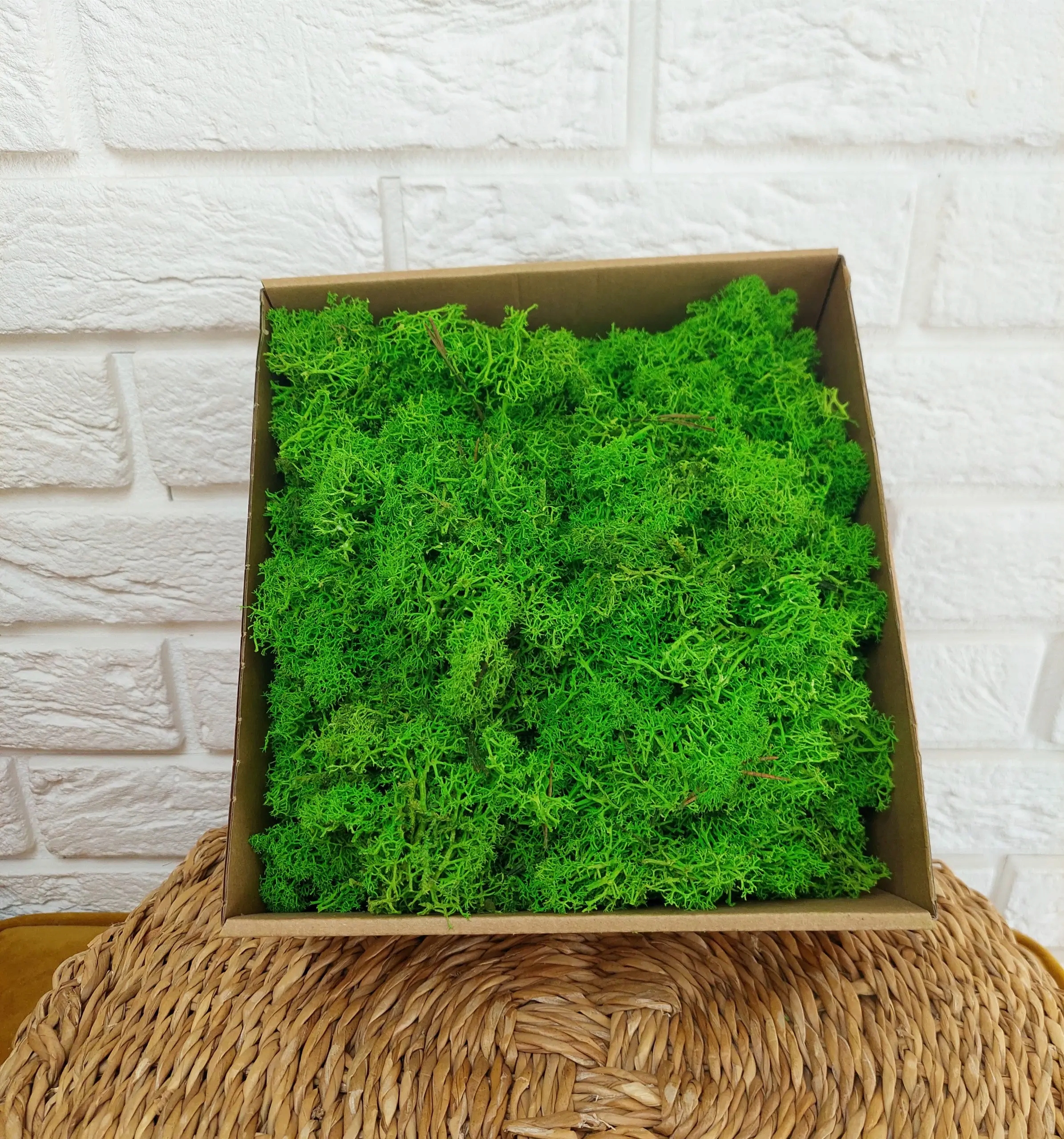 Mech chrobotek reniferowy jasno zielony fiński 200g ściółka do stroika Rodzaj mech chrobotek