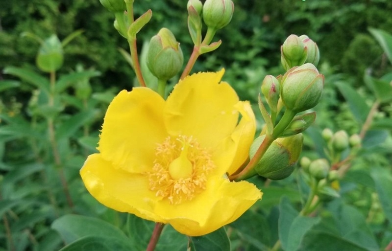 Зверобой Hidcote
