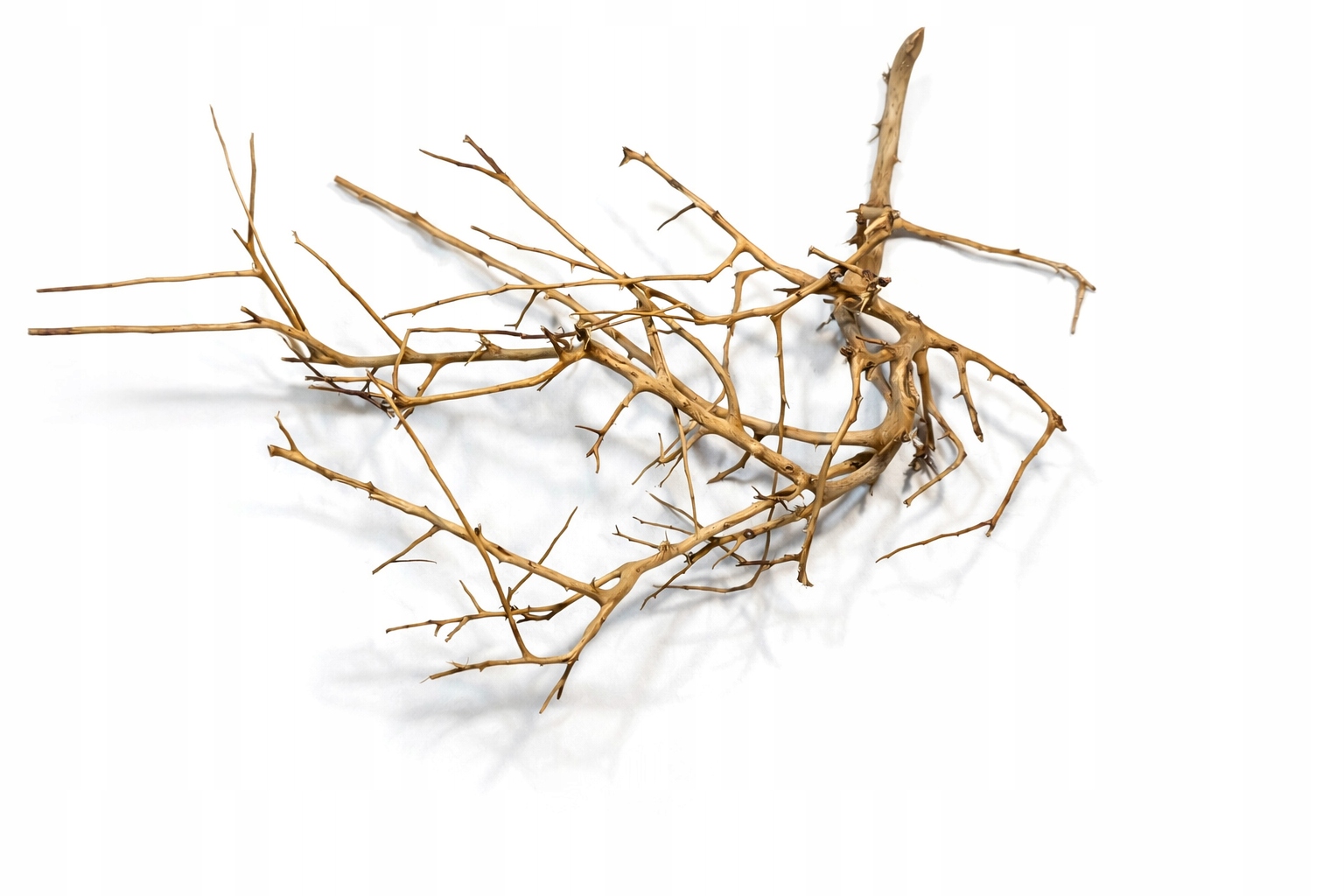 Branch Wood Korzeń 0,1kg