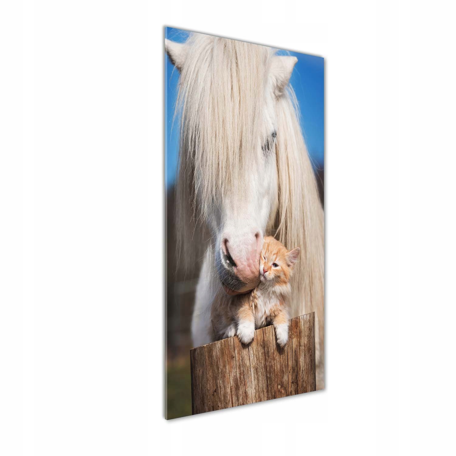 

Foto obraz na szkle Biały koń z kotem 50x125 cm