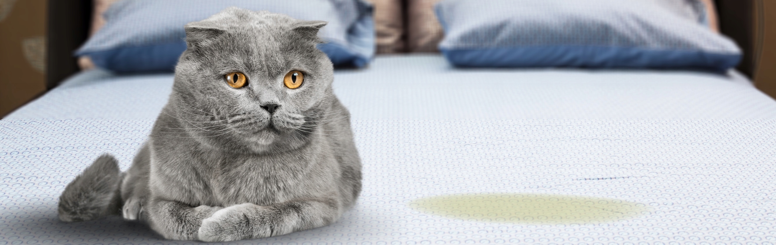 NEUTRALIZATOR ZAPACHU MOCZU KOTA 5,5L + GRATIS !! Marka Isokor