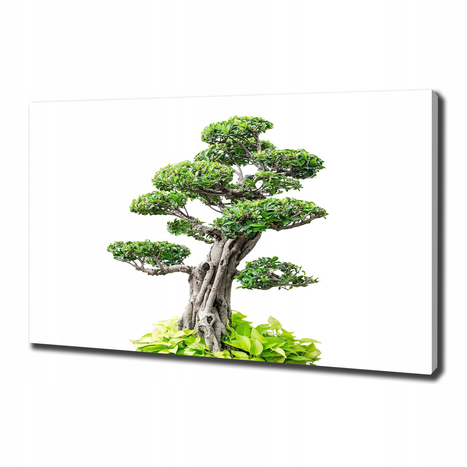 

Foto obraz na płótnie Drzewo bonsai 100x70 cm