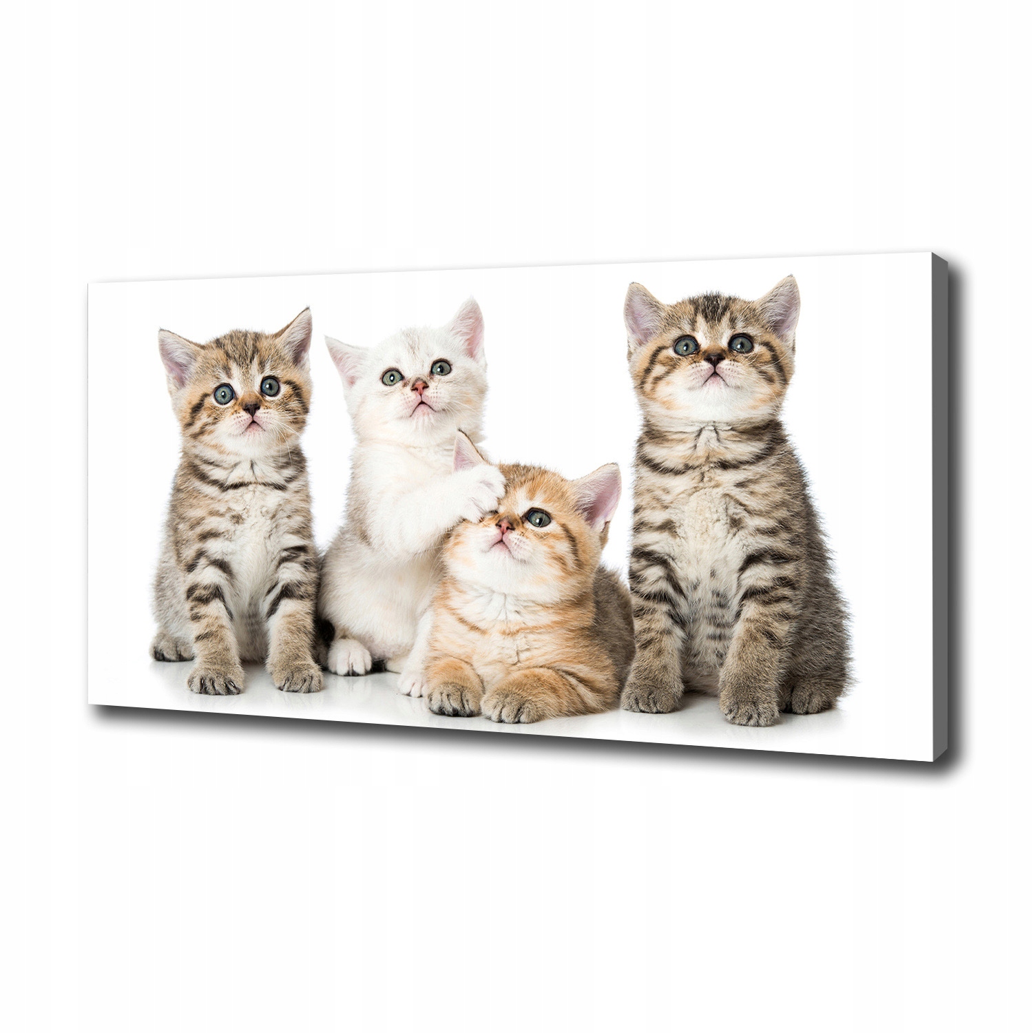 

Foto obraz canvas na ścianę Małe koty 100x50 cm