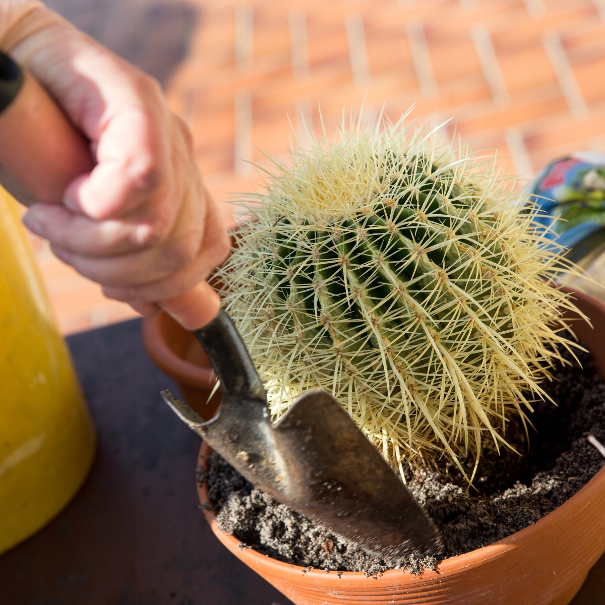 Ziemia DO ZIELONYCH ROŚLIN DOMOWYCH 5L do palma juka monstera kaktus EAN (GTIN) 5905644481060