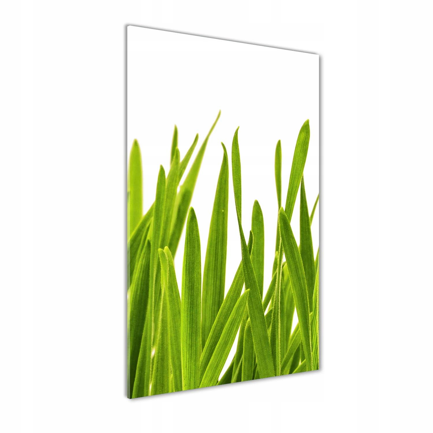 

Foto obraz szkło hartowane Zielona trawa 60x120 cm