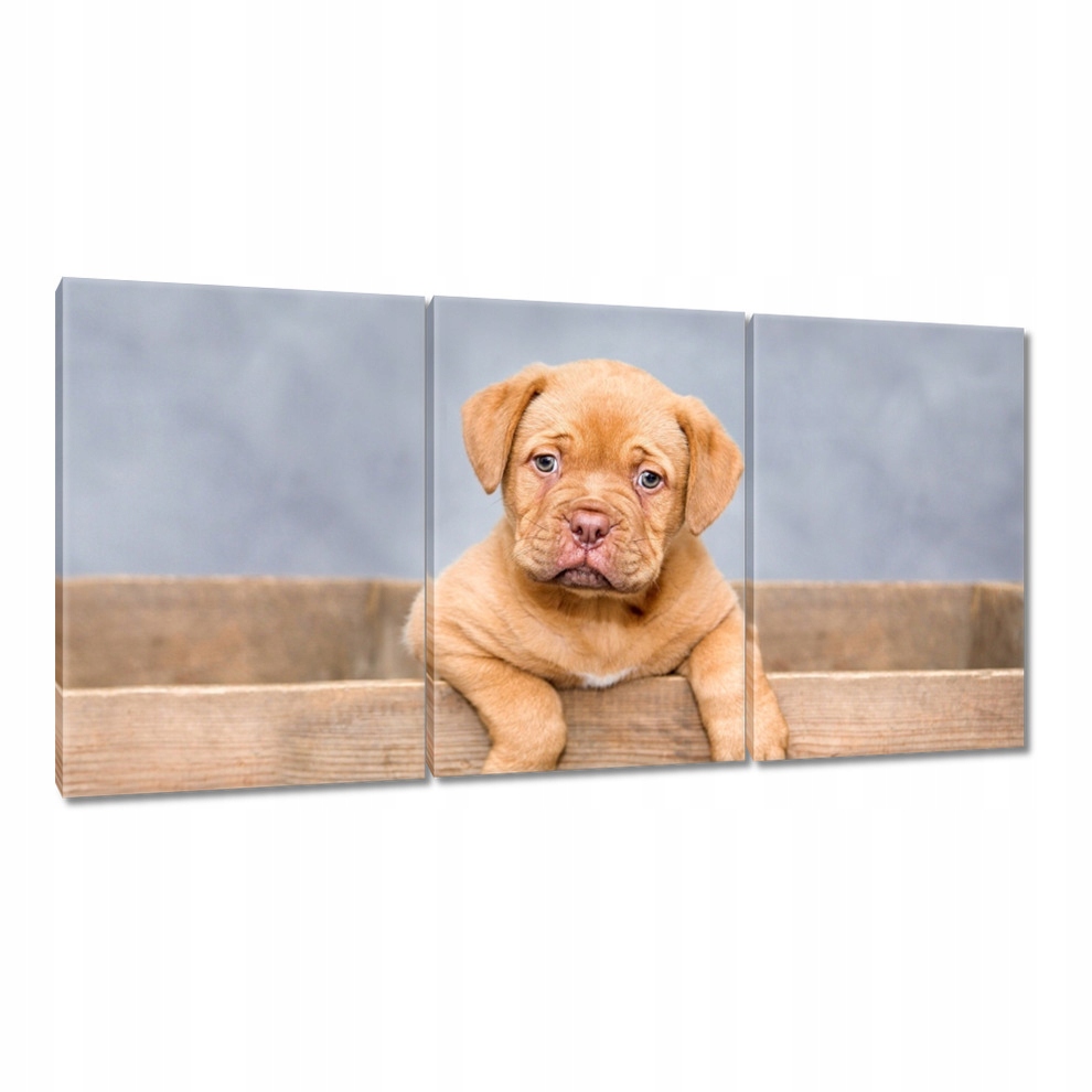

Obrazy 120x60 Szczeniak DogueDeBordeaux