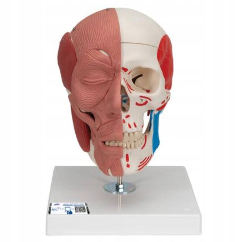 Czaszka z mięśniami twarzy Model Anatomiczny
