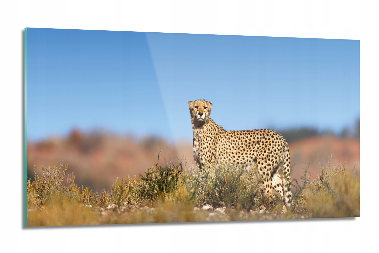 dekor Gepard kríky tráva lacobel 120x60 kuchynská