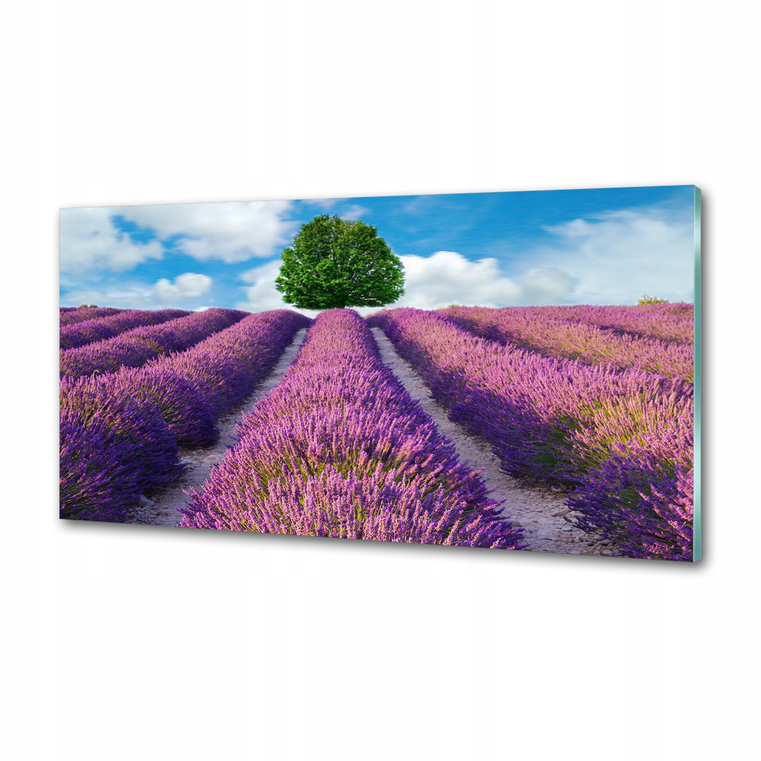 Panel dekor sklo Pole levandule 100x50 cm Lepidlo