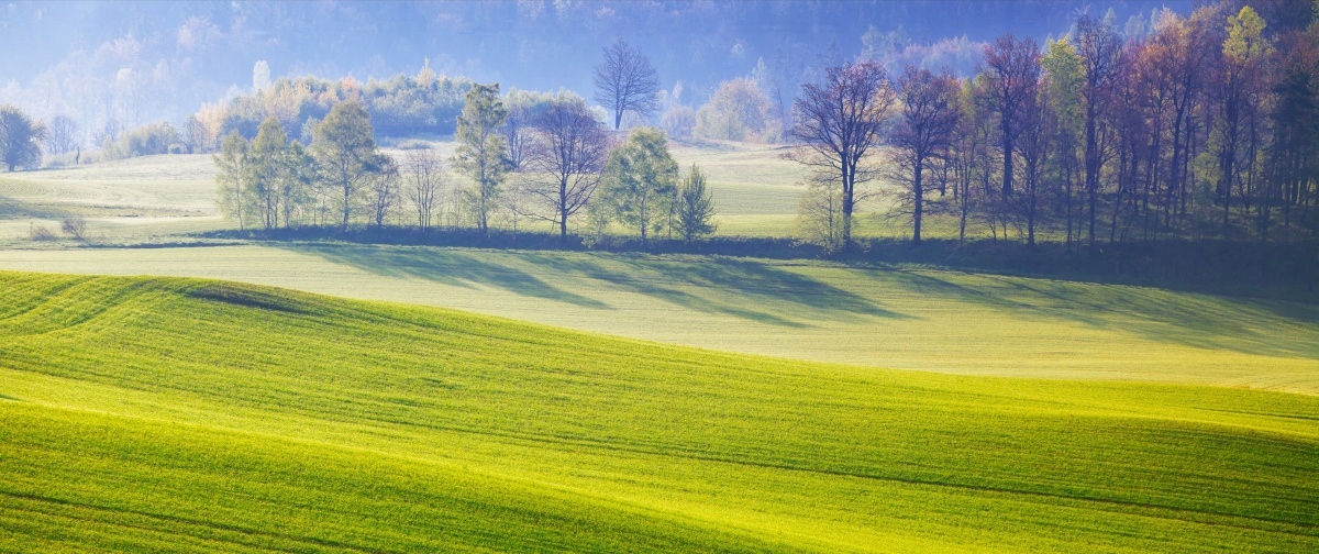 

Tapeta flizelinowa Łąka 250x104