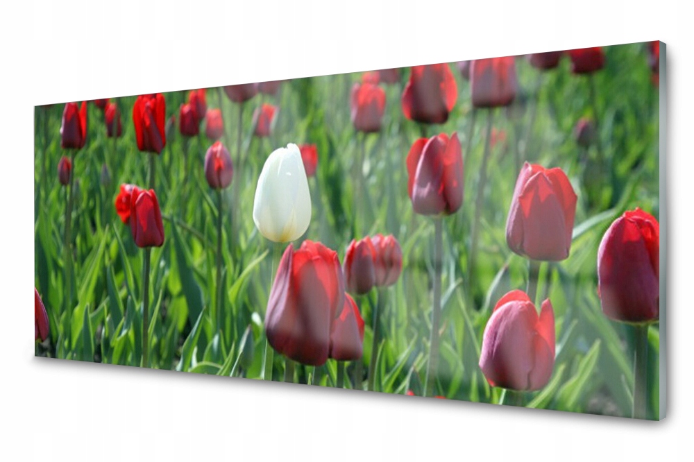 Sklenený panel do kuchyne Tulipány Kvety 125x50