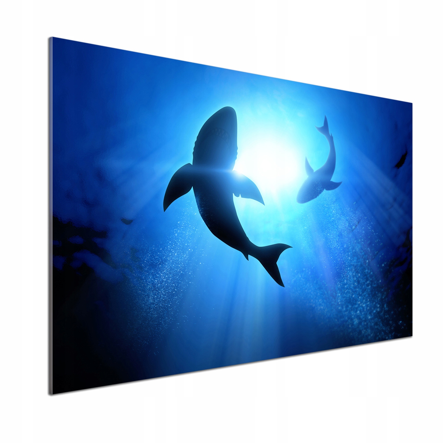 Dekoračný panel zo skla Dva žraloky 100 x 70 cm Lepidlo