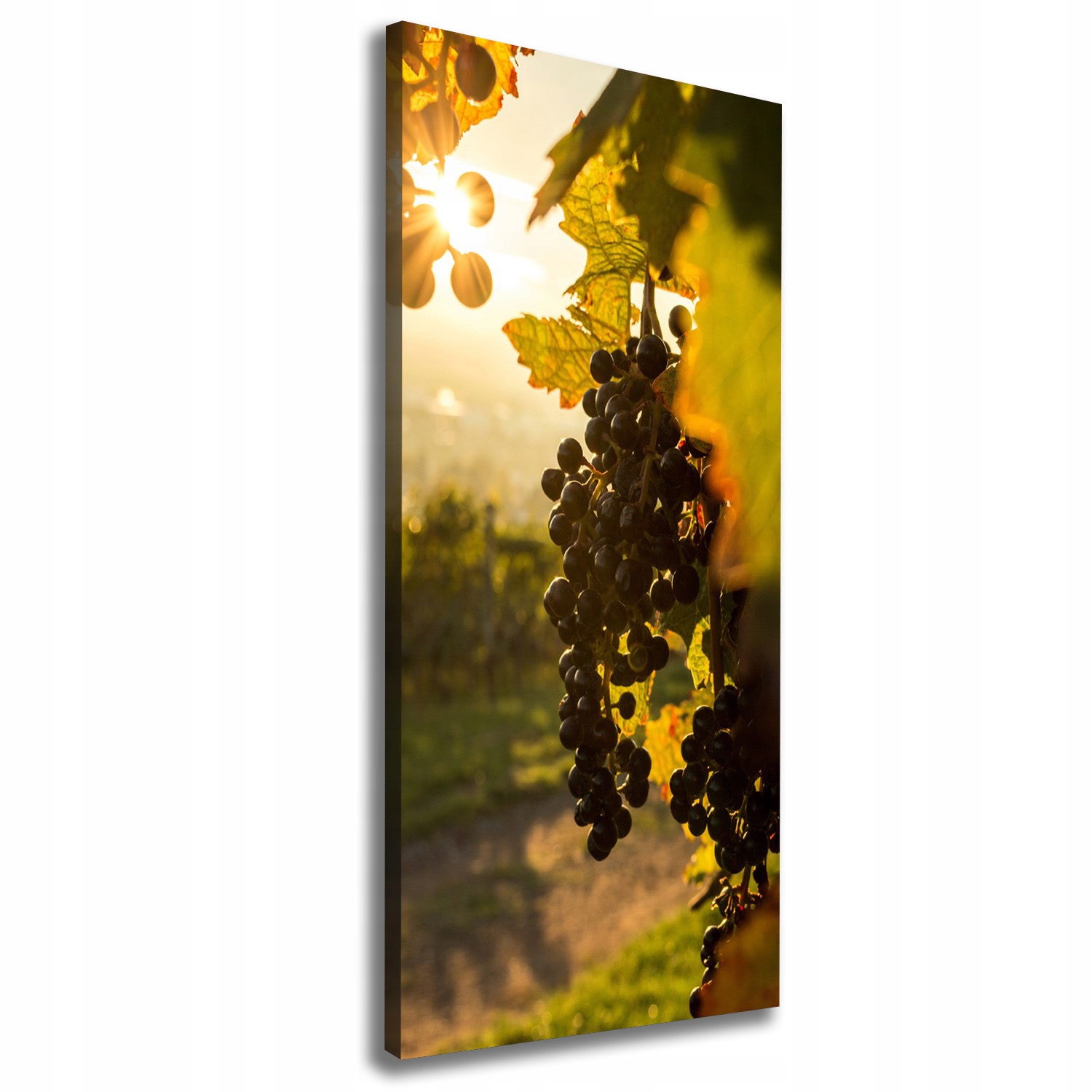Moderní obraz canvas na rámu Vinice 50x125 cm