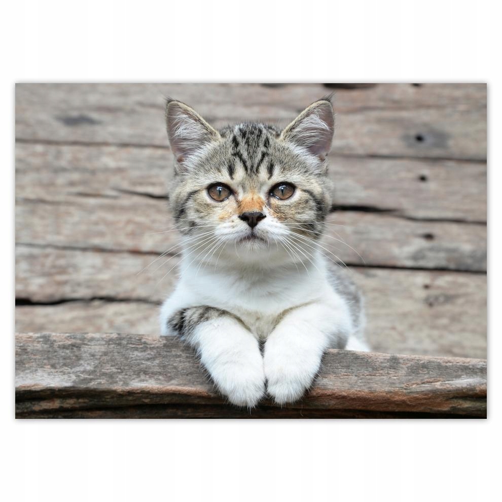 

Naklejki 70x50 Kot Kotek Koty Kicia