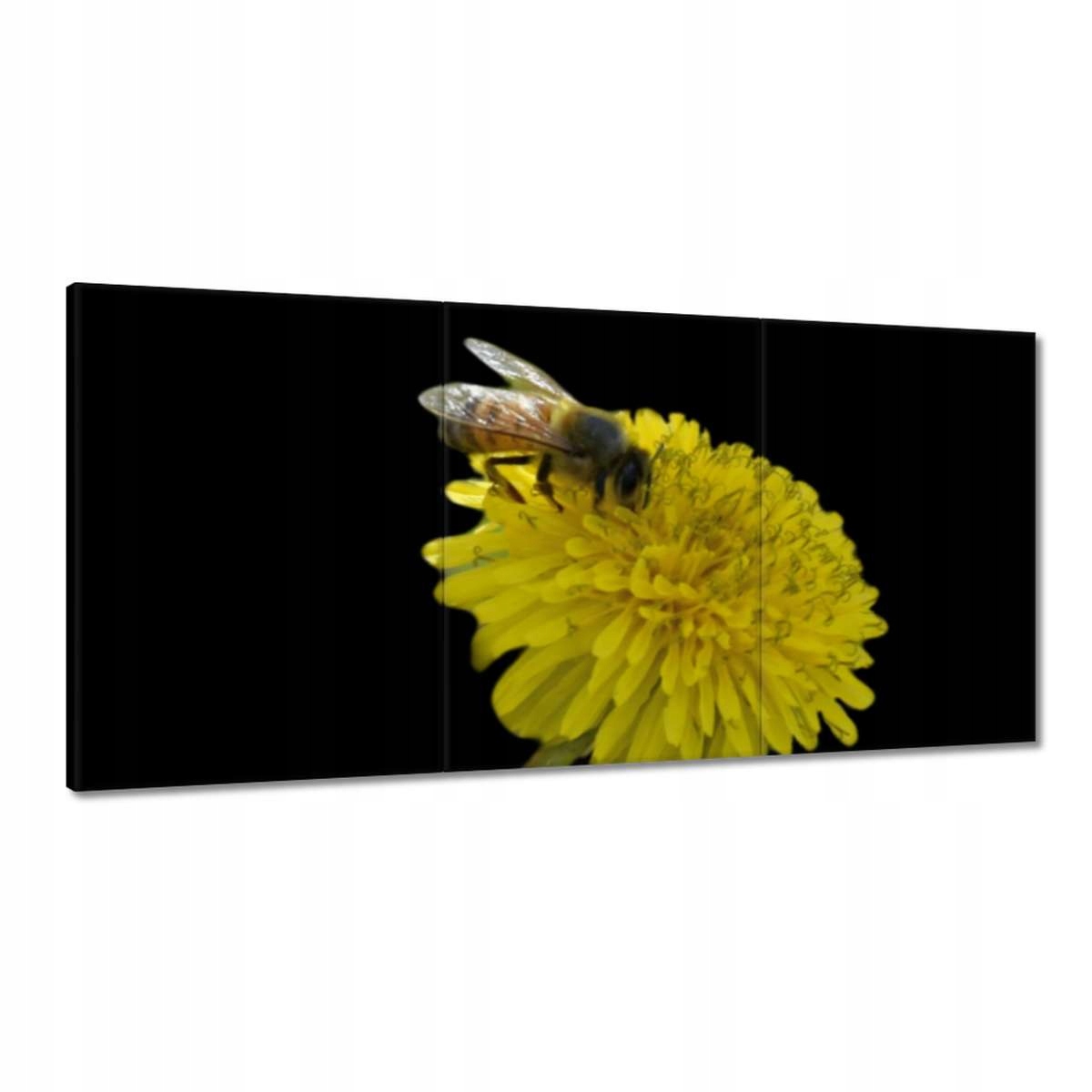 Obrazy 180x90 Včela na púpave