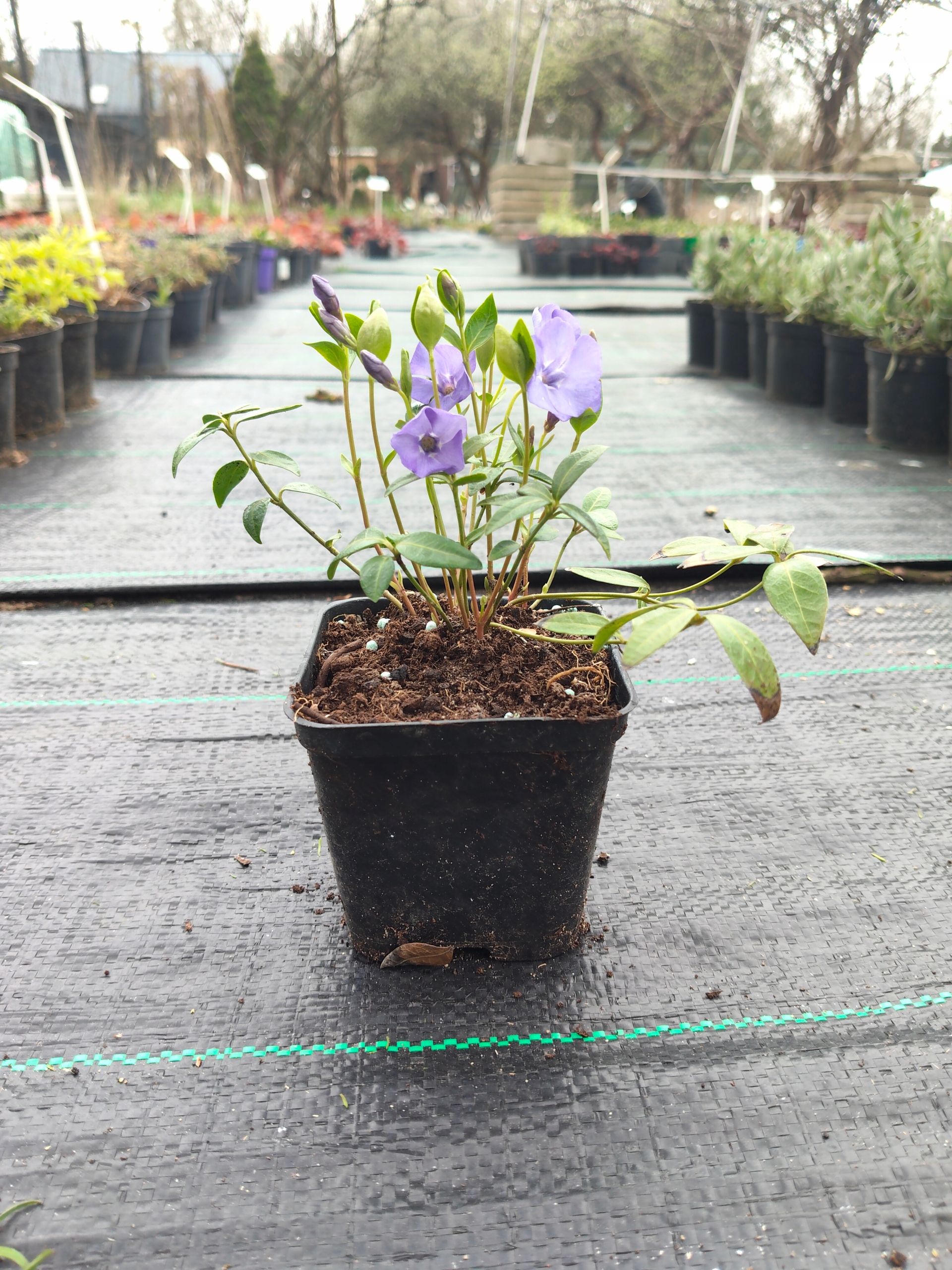 Barwinek fioletowy sadzonka Rodzaj rośliny Inny