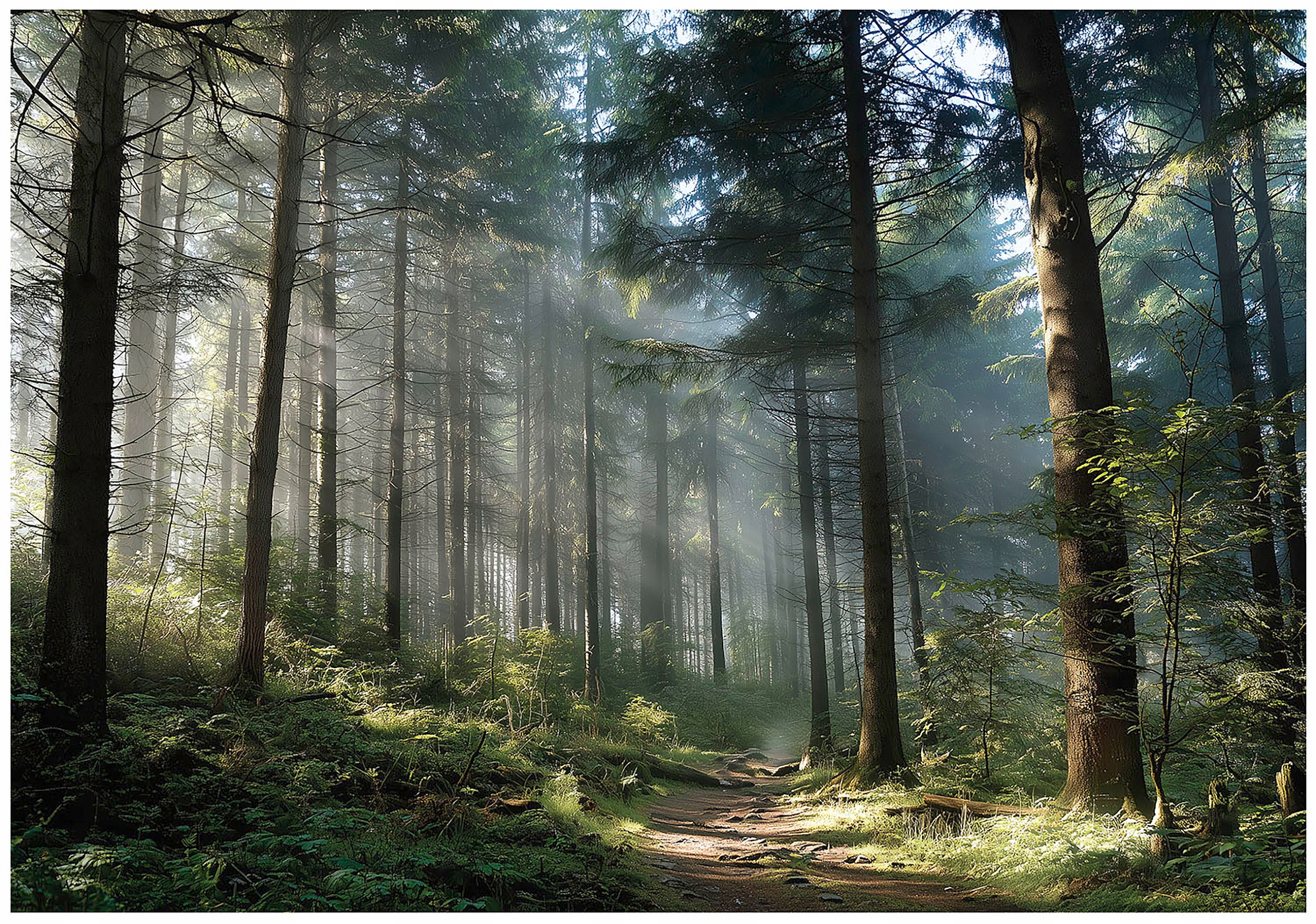 Fototapeta 3D Sluneční Les Stromy Příroda Lesní Krajina 400x280