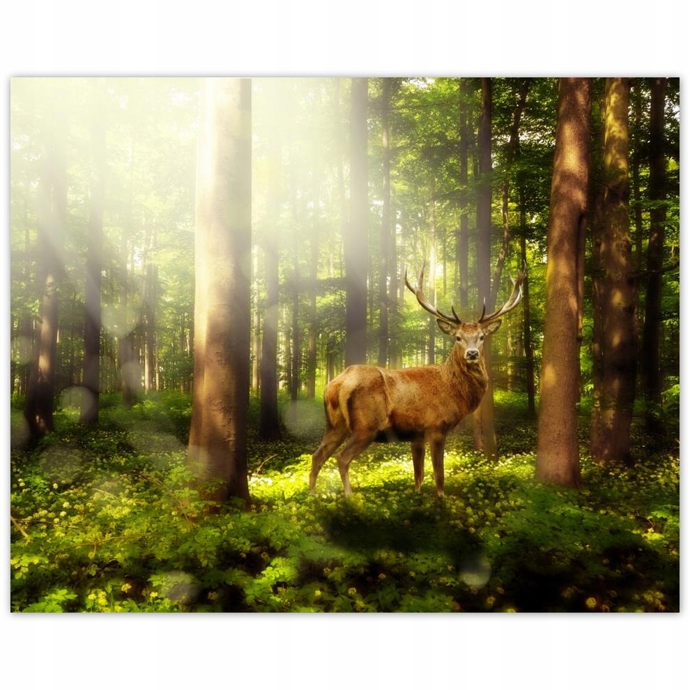 

Plakat 50x40 Jeleń w magicznym lesie