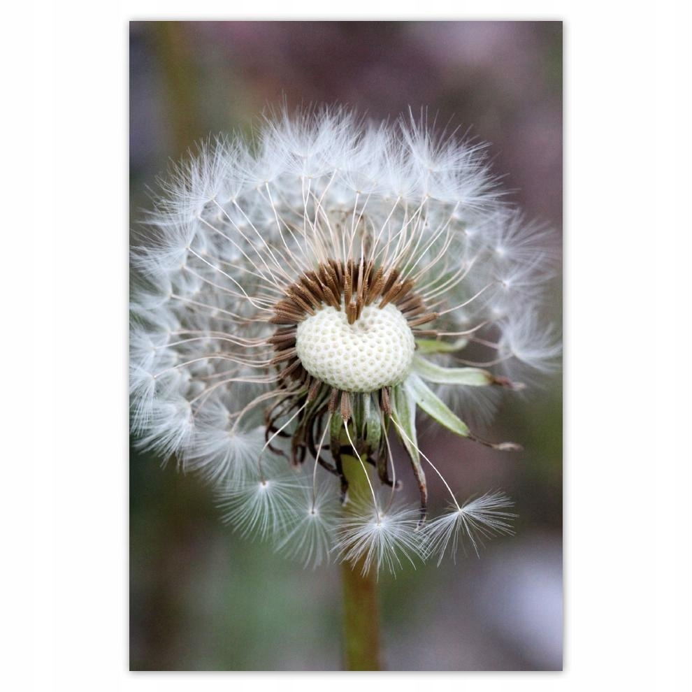 

Plakat 62x93 Dmuchawiec Kwiat Kwiatki