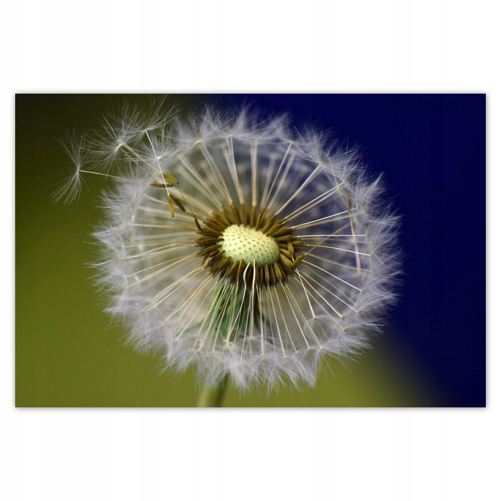 

Plakaty 93x62 Dmuchawiec Kwiat Kwiatki