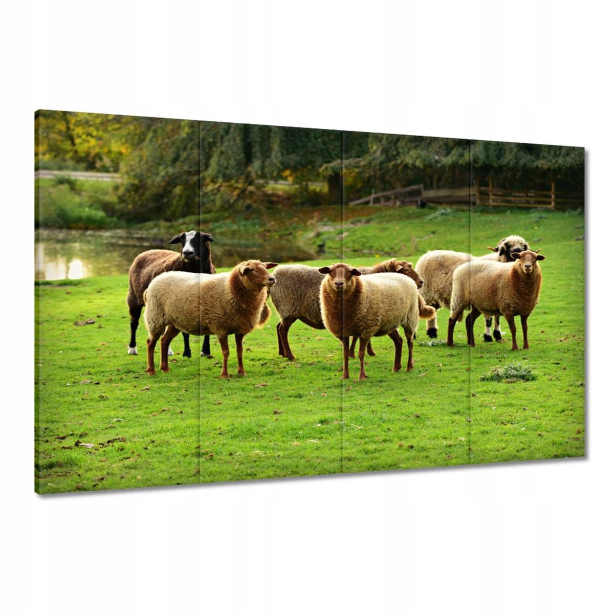 Obrazy 120x80 Vypasování ovcí Ovečky Ovce