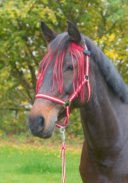 NACZÓŁEK Z FRENDZELKAMI DLA KONIA R.FULL CZERWONY COVALLIERO
