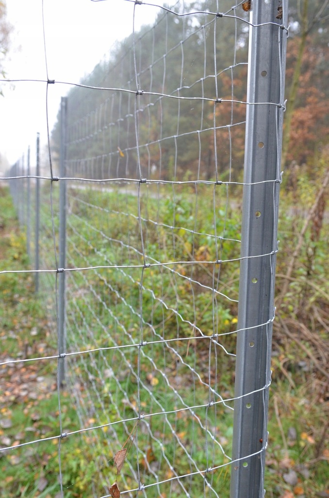 OGRODZENIA SIATKA OGRODZENIOWA LEŚNA PŁOT 50m ROLKA DRUT PŁOT OCYNKOWANA Wysokość 1.2 m